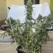 Mango cherry runtz auto /perpetual grow