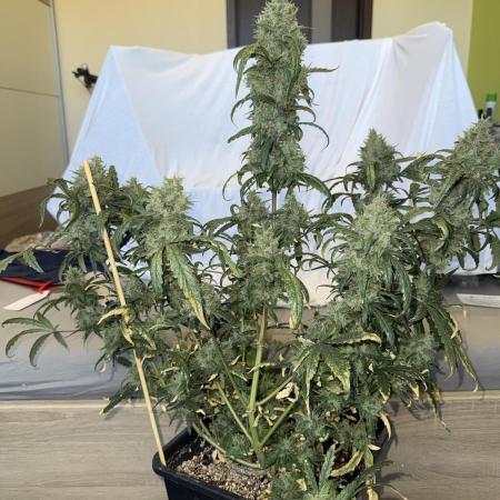 Mango cherry runtz auto /perpetual grow