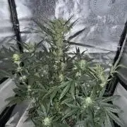 Mango cherry runtz auto /perpetual grow