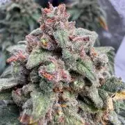 Fastbuds unreleased champions mix auto
