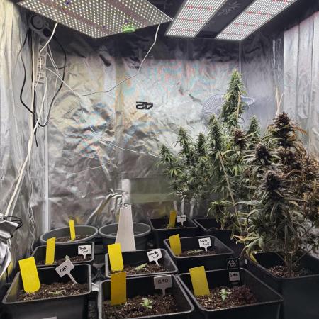 FastBuds x Medic grow test