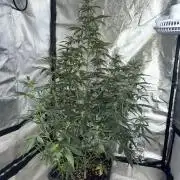 Gorilla Z auto / perpetual grow fastbuds