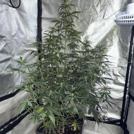 Gorilla Z auto / perpetual grow fastbuds