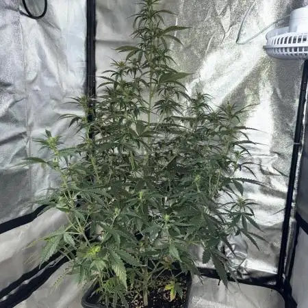 Gorilla Z auto / perpetual grow fastbuds