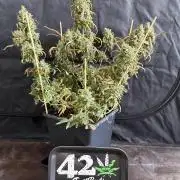 Mango cherry runtz auto /perpetual grow