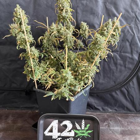 Mango cherry runtz auto /perpetual grow