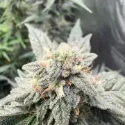 Fastbuds unreleased champions mix auto