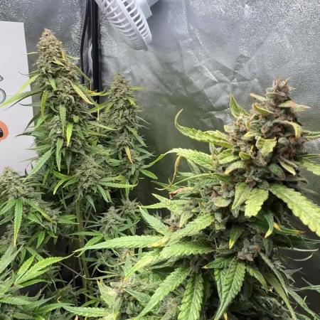 Fastbuds unreleased champions mix auto