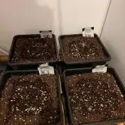 Autumn auto run FastBuds
