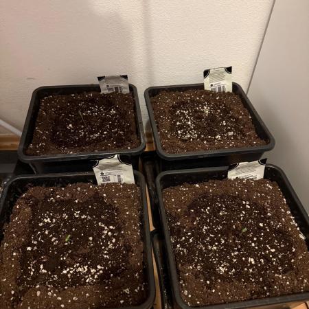 Autumn auto run FastBuds
