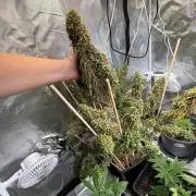 Gorilla Z auto / perpetual grow fastbuds