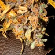 FastBuds Purple lemonade auto 1.6.2026