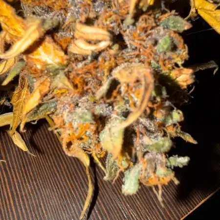 FastBuds Purple lemonade auto 1.6.2026