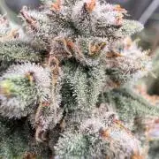 FastBuds x Medic grow test