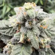 Fastbuds unreleased champions mix auto