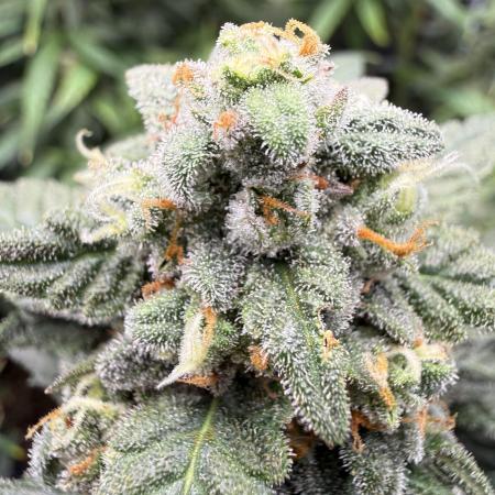 Fastbuds unreleased champions mix auto