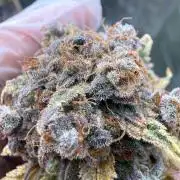 FastBuds x Medic grow test