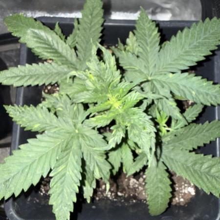 FastBuds Purple lemonade auto 1.6.2026