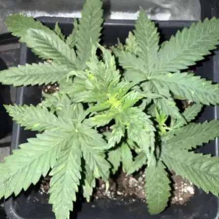 FastBuds Purple lemonade auto 1.6.2026