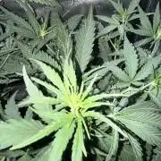FastBuds Purple lemonade auto 1.6.2026