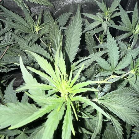 FastBuds Purple lemonade auto 1.6.2026