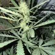 Mango cherry runtz auto /perpetual grow
