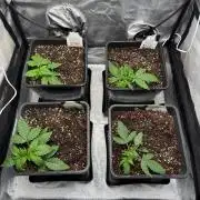 Autumn auto run FastBuds
