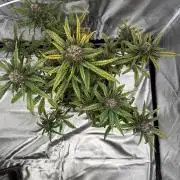 FastBuds Purple lemonade auto 1.6.2026