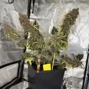 Purple lemonade auto