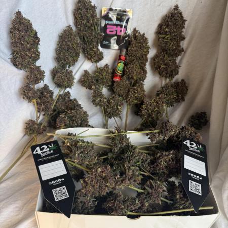 Purple lemonade auto
