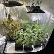 FastBuds x Medic grow test