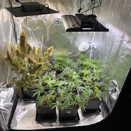 FastBuds x Medic grow test