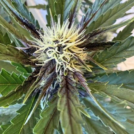 FastBuds Purple lemonade auto 1.6.2026