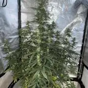 Gorilla Z auto / perpetual grow fastbuds