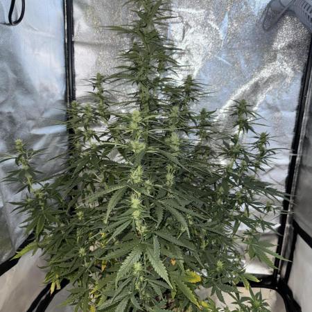 Gorilla Z auto / perpetual grow fastbuds