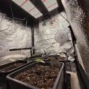 Autumn auto run FastBuds