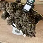 Purple lemonade auto