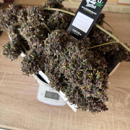 Purple lemonade auto