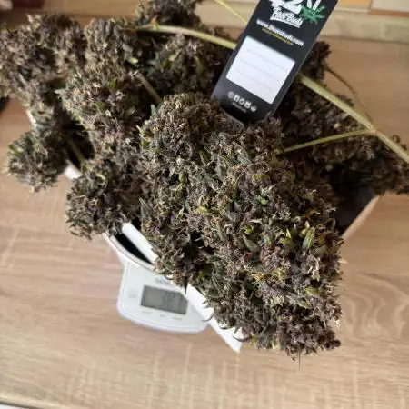 Purple lemonade auto