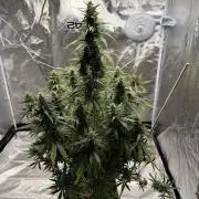 Gorilla Z auto / perpetual grow fastbuds