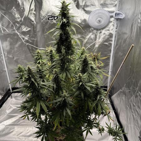 Gorilla Z auto / perpetual grow fastbuds