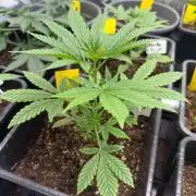 FastBuds x Medic grow test