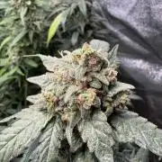 Fastbuds unreleased champions mix auto