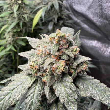 Fastbuds unreleased champions mix auto