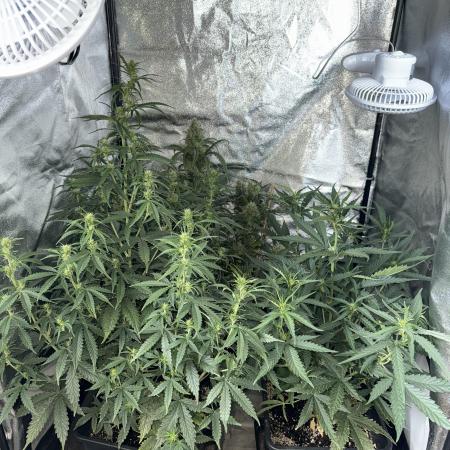 Gorilla Z auto #2