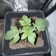Gorilla Z auto / perpetual grow fastbuds