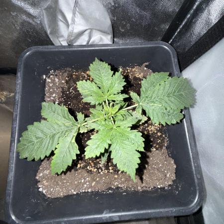 Gorilla Z auto / perpetual grow fastbuds