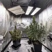 Gorilla Z auto #2