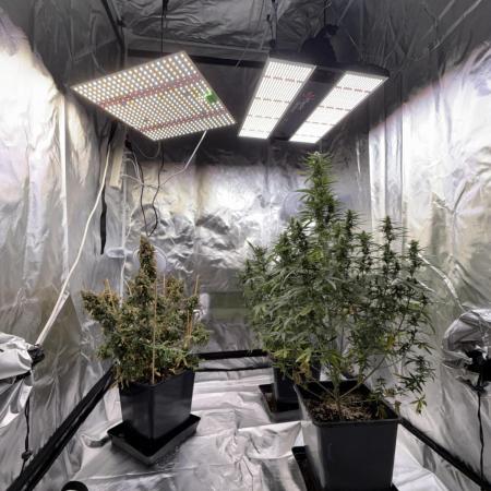 Gorilla Z auto #2