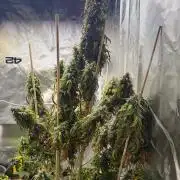Gorilla Z auto / perpetual grow fastbuds